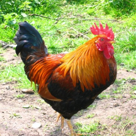 Will CDC report 10,000 or more H5 avian influenza cases in the US by the end of 2025? 